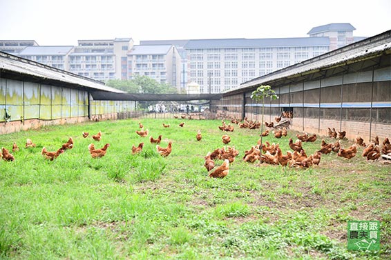 無抗生素飼養  頂級放牧土雞蛋