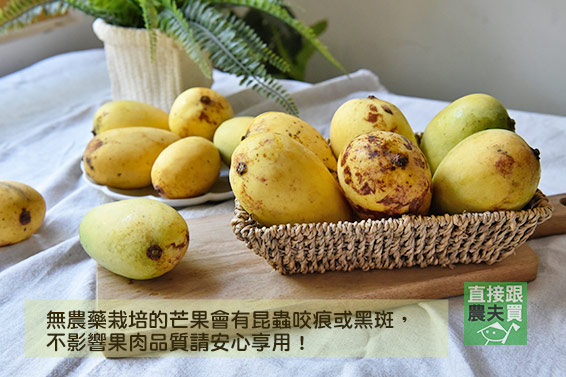 香甜Q彈 冬蜜芒果