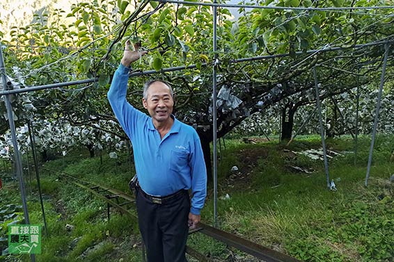 梨山 草生次郎甜柿