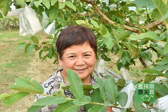 清香脆口 有機帝王芭樂