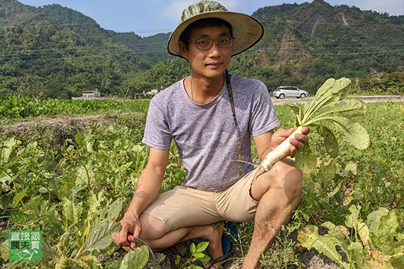 細嫩免削皮！無農藥美濃白玉蘿蔔