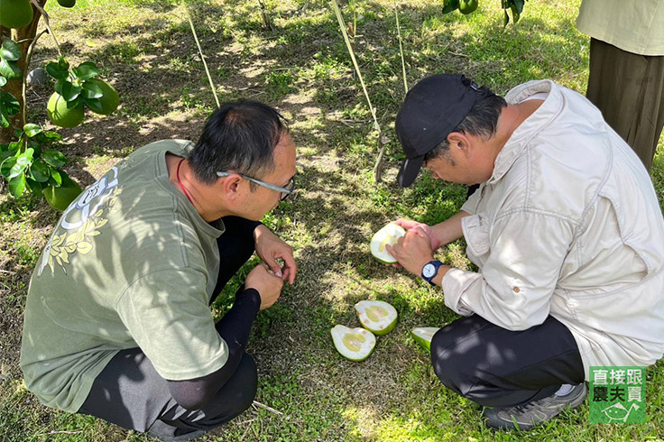 【養一桌捐出去】認養文旦樹 捐弱勢家庭