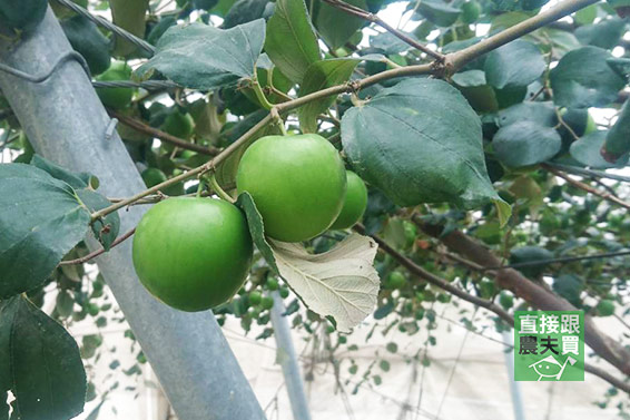 甜蜜爽脆 珍寶蜜棗(高雄8號)