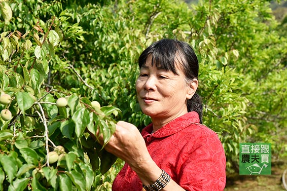 梅香濃郁！無農藥老品種胭脂梅