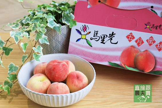 籽小皮薄！尖石老品種水蜜桃(無農藥)(惜福版)