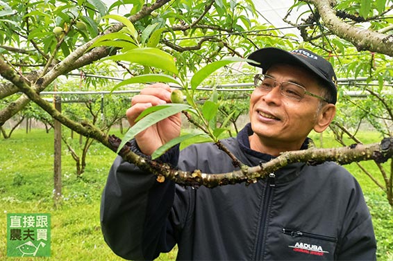 夢幻逸品！草生黃金水蜜桃