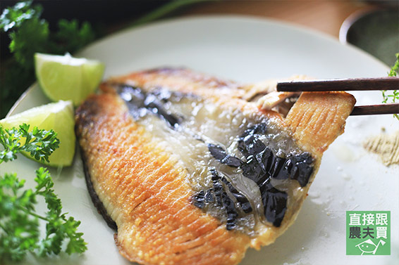 與野鳥共存 淺坪養殖無刺虱目魚肚