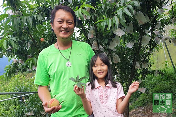 綿密多汁 梨山草生西瓜李(櫻桃蜜李)