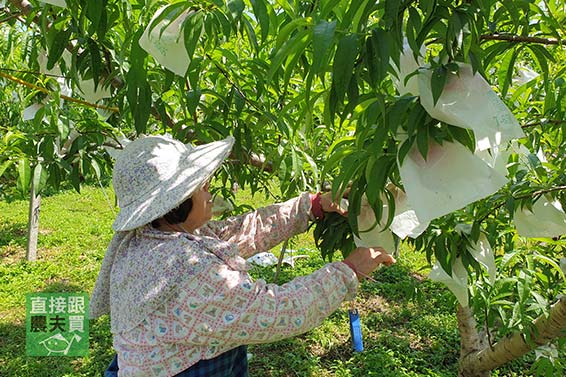 熱帶果香 摩天嶺黃金水蜜桃(紅金)