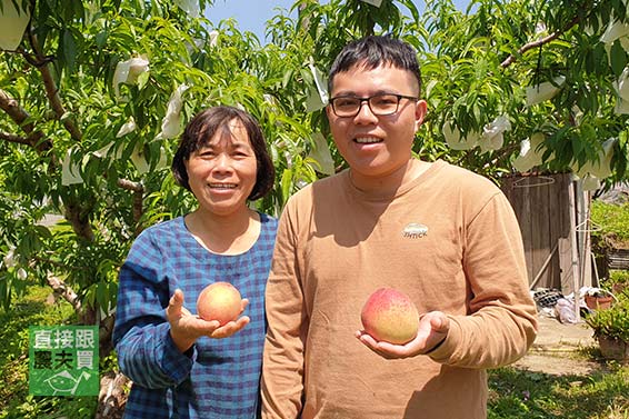 熱帶果香 摩天嶺黃金水蜜桃(紅金)