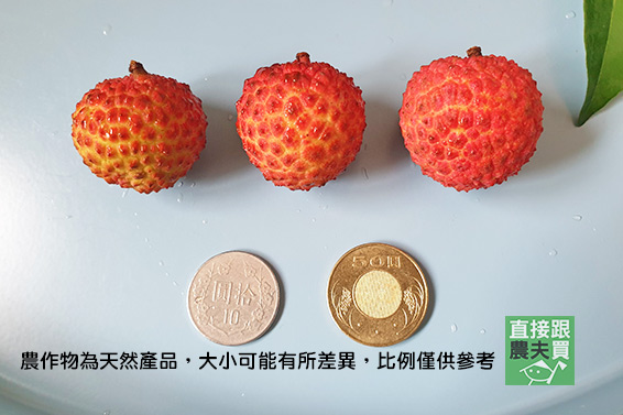 迷人胭脂香 高雄大樹荔后荔枝