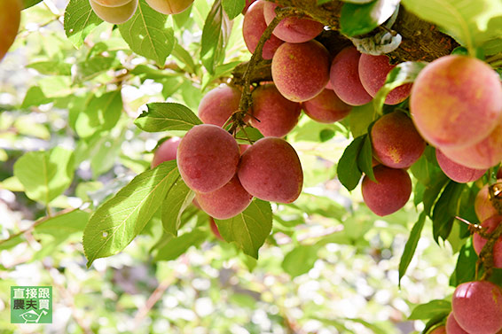 山中紅寶石 福壽山草生西瓜李