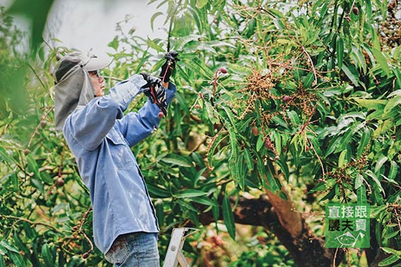 堊土造就品質 南化草生愛文芒果