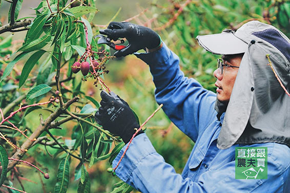 堊土造就品質 南化草生愛文芒果