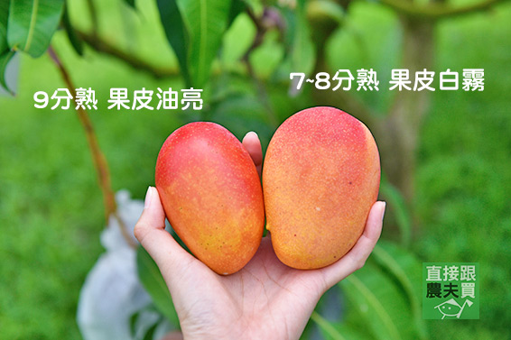 芒果界香奈兒！草生蜜雪芒果