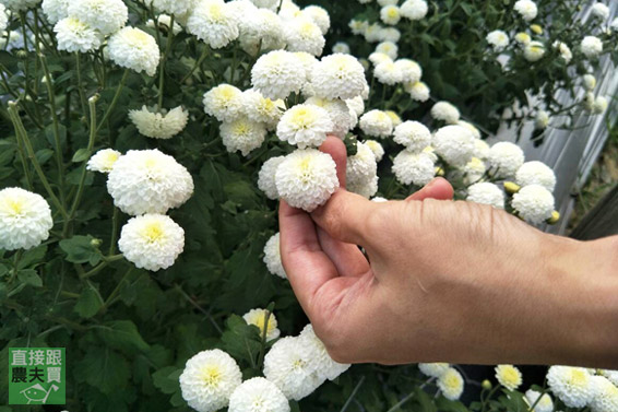 3C族良伴 本土白杭菊（菊花茶）