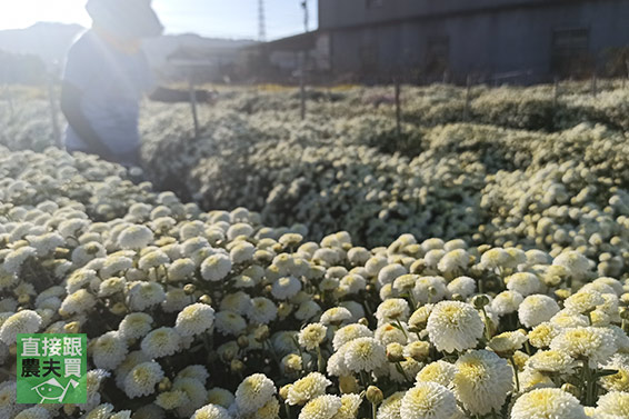 3C族良伴 本土白杭菊（菊花茶）