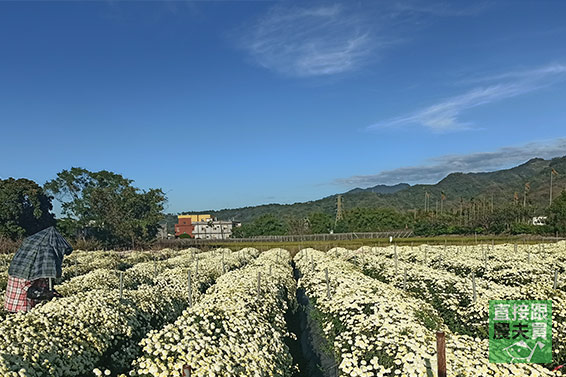 3C族良伴 本土白杭菊（菊花茶）