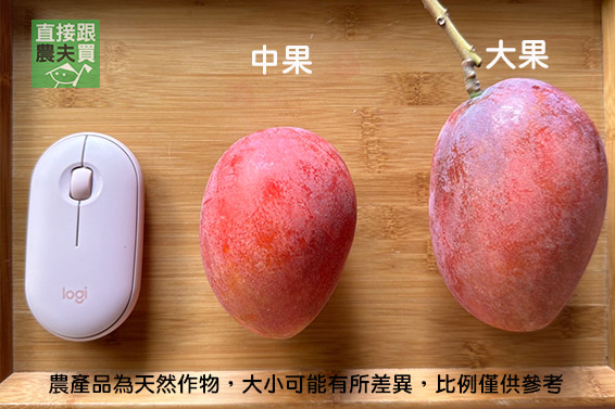 紅潤太陽果！草生玉井愛文芒果