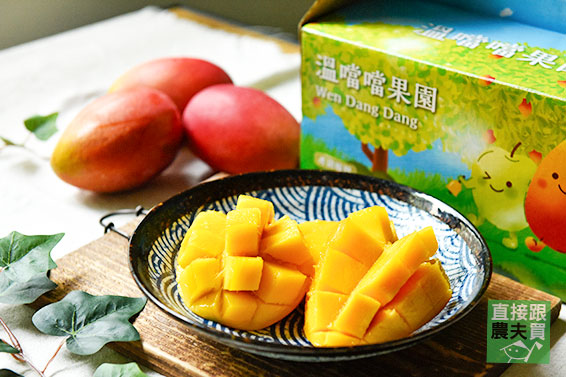紅潤太陽果！草生玉井愛文芒果