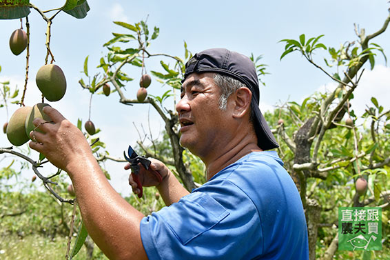 紅潤太陽果！草生玉井愛文芒果