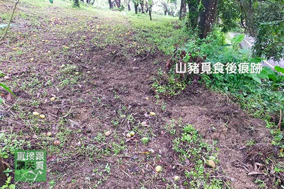 紅潤太陽果！草生玉井愛文芒果