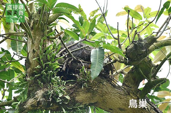 紅潤太陽果！草生玉井愛文芒果