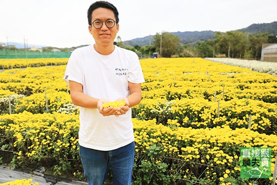 3C族良伴 本土白杭菊（菊花茶）
