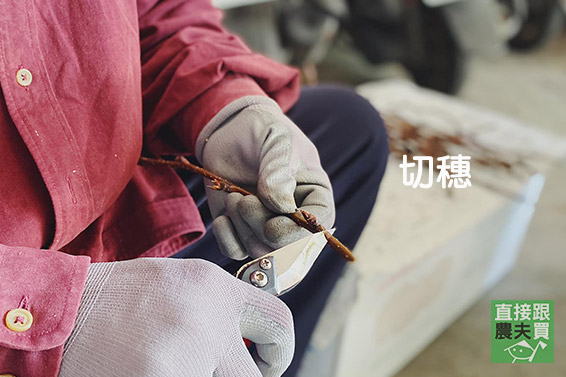 精品級！柔嫩細緻豐水梨