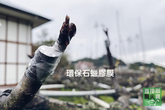 精品級！柔嫩細緻豐水梨