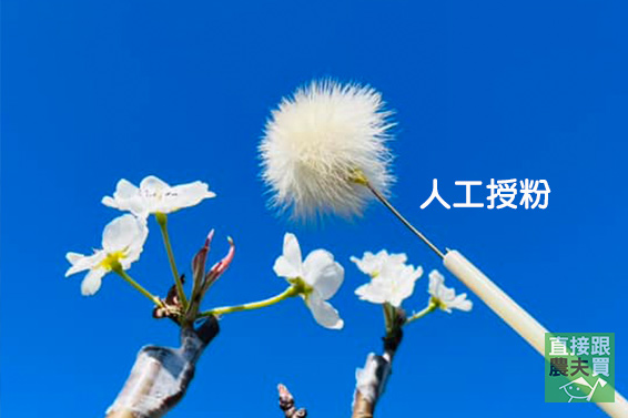 精品級！柔嫩細緻豐水梨