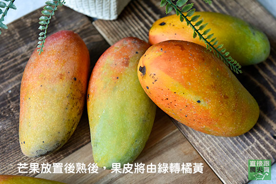細緻柔嫩 草生西施芒果
