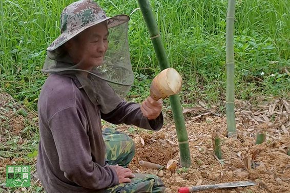 鮮甜筍香濃 有機綠竹筍