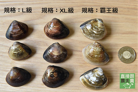 肉厚飽滿！極品大蛤蜊