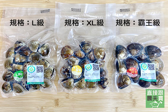 肉厚飽滿！極品大蛤蜊