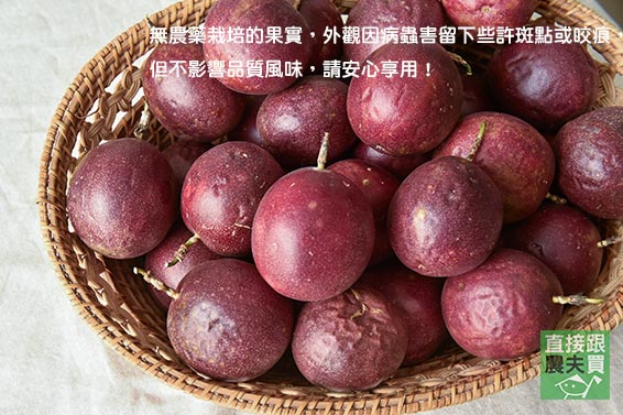 明星產區！埔里無農藥百香果
