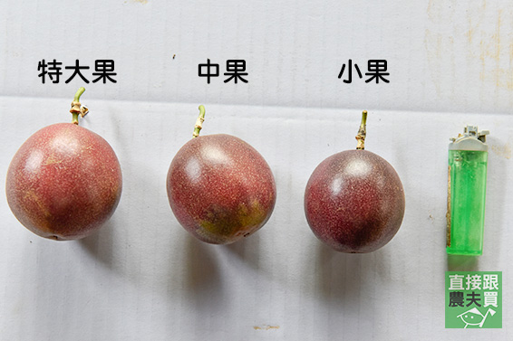 明星產區！埔里無農藥百香果