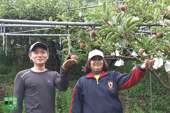 萬物共好 本土金冠青蘋果禮盒