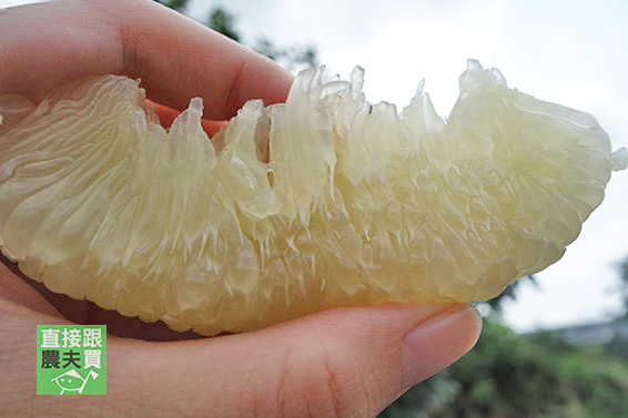 神農世家 麻豆大白柚
