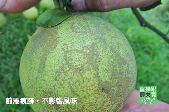 神農世家 麻豆大白柚