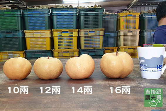 清甜蔗香 梨山甘露梨