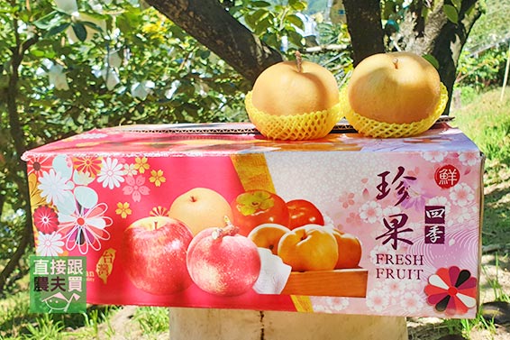 清甜蔗香 梨山甘露梨