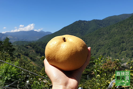 清甜蔗香 梨山甘露梨