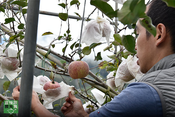 鮮脆細緻 梨山草生蜜蘋果「惠」