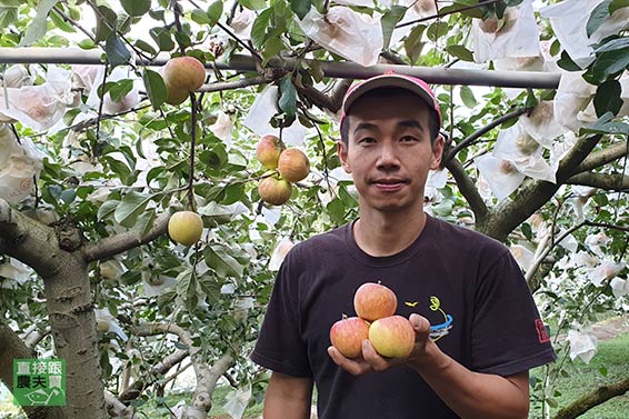 鮮脆細緻 梨山草生蜜蘋果「惠」