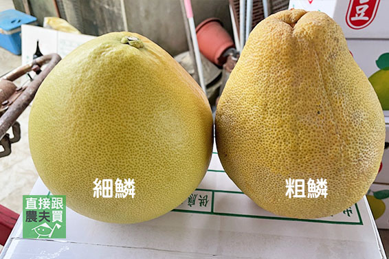 神農世家 麻豆紅文旦（紅柚）