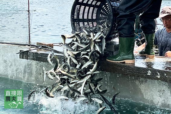 喝湧泉長大！宜蘭頂級香魚（公/母）