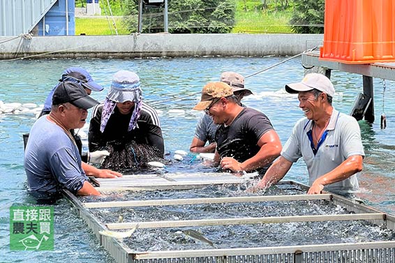 喝湧泉長大！宜蘭頂級香魚（公/母）
