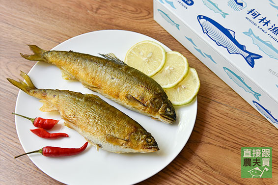 喝湧泉長大！宜蘭頂級香魚（公/母）