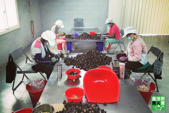 守護水雉 脫殼菱角仁(兩角菱)